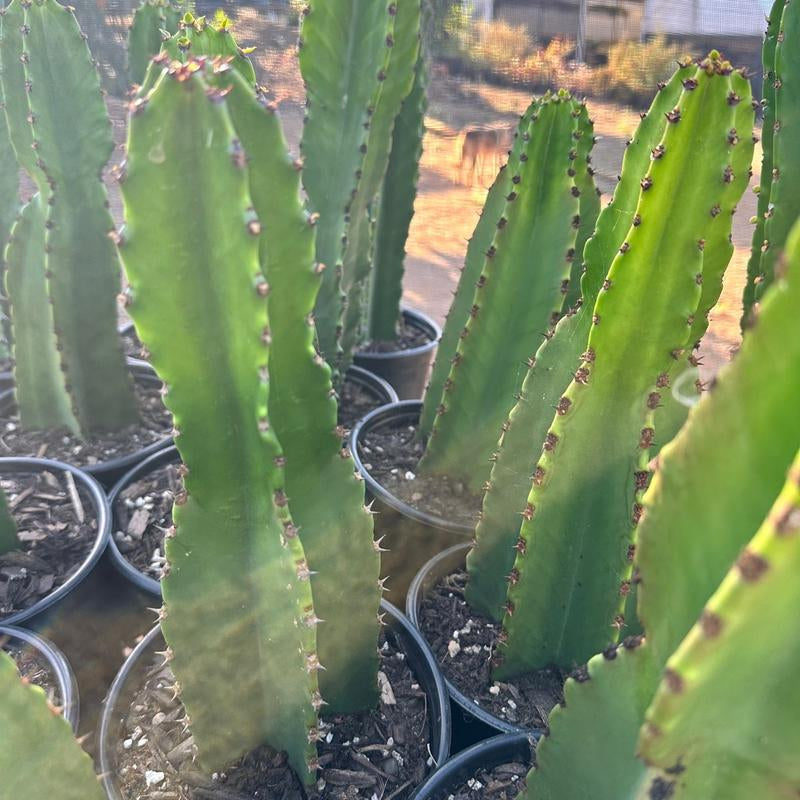 Euphorbia Ingens 1 Gal Plant Succulent