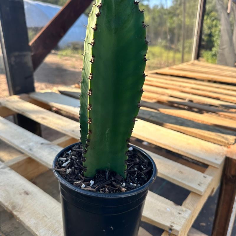 Euphorbia Ingens 1 Gal Plant Succulent